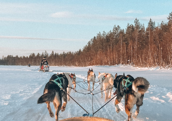 dog sledding at apukka resort