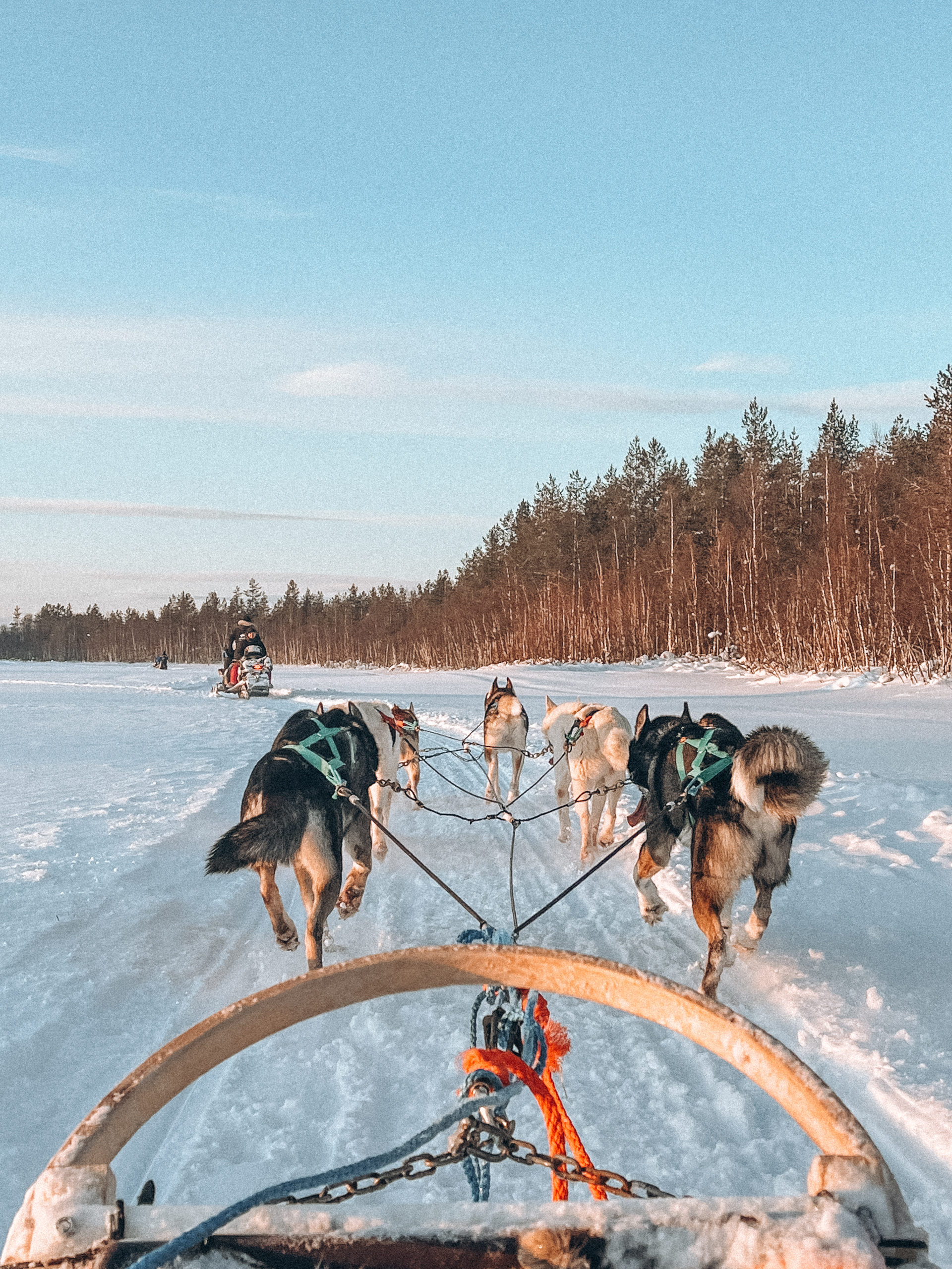 dog sledding at apukka resort