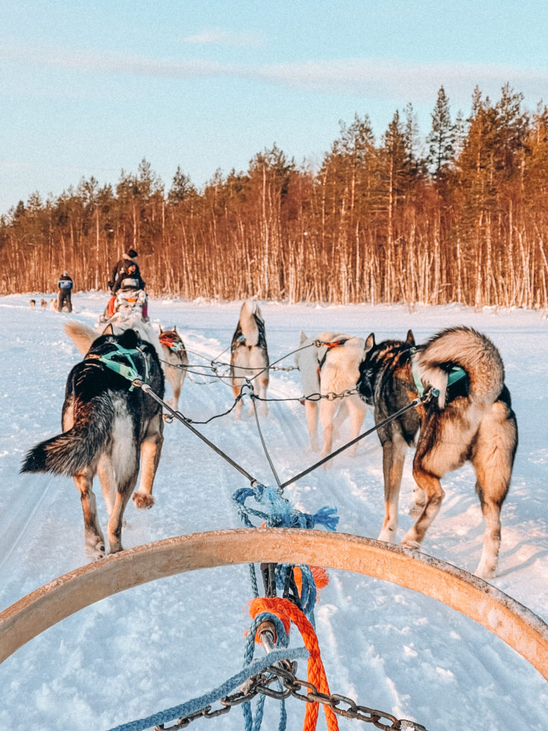 dog sledding in rovaniemi