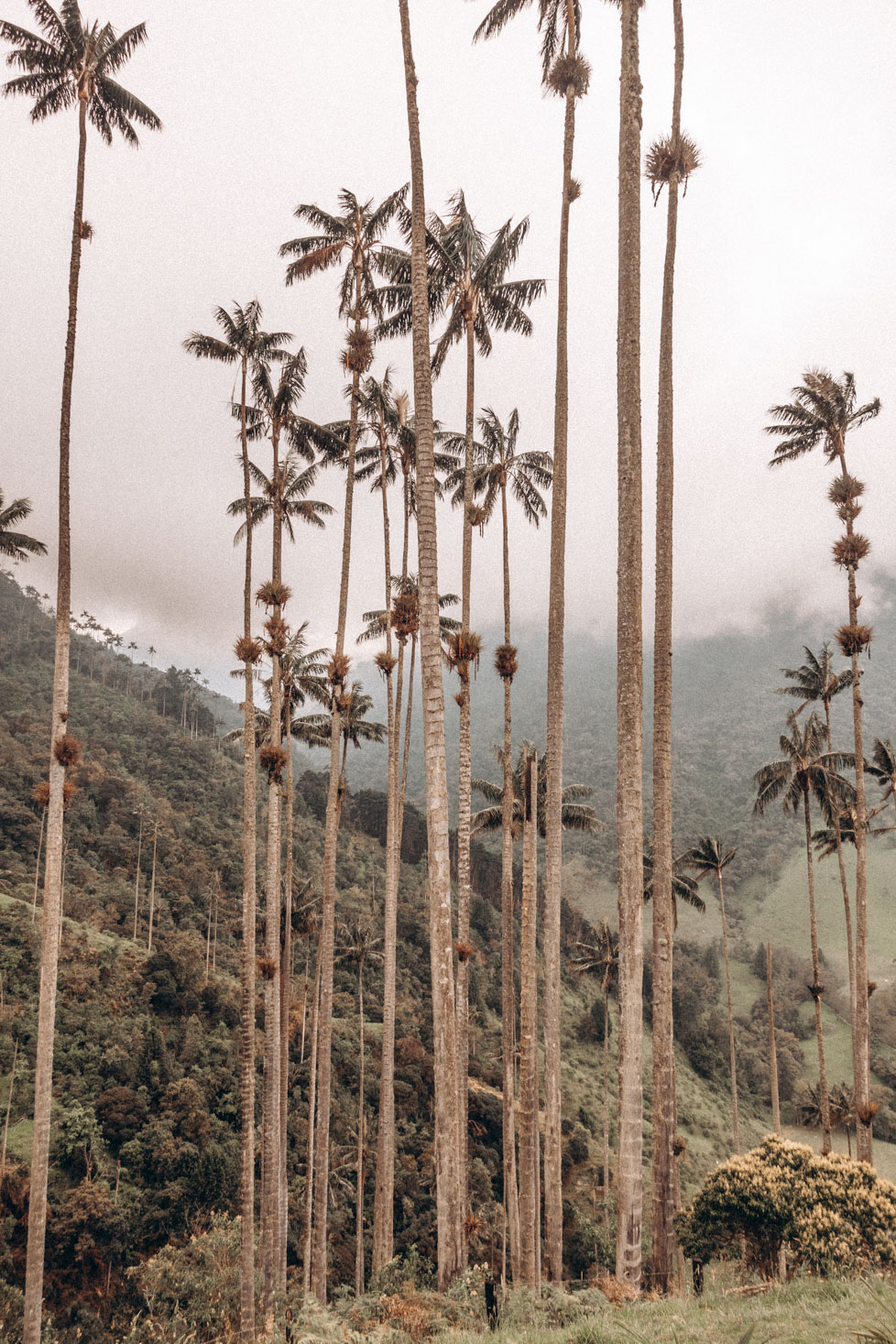 colombia itinerary - cocora valley