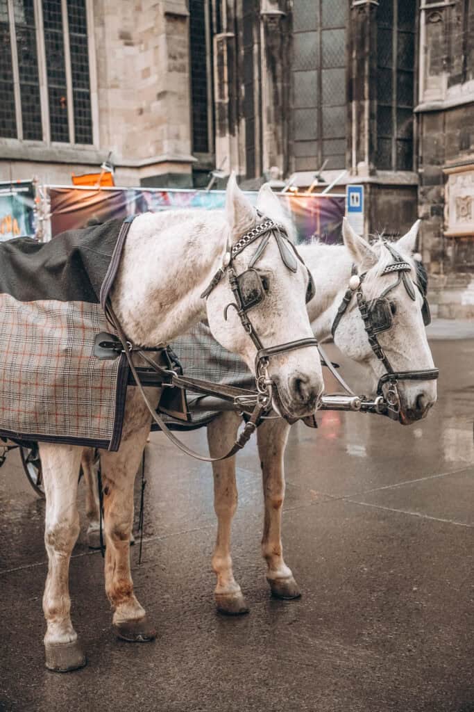 white horses in vienna